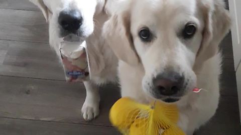 Owner Sneezes, Dogs Fetch Tissues And Lemons For Her