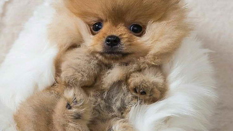 The cute Pomeranian puppy