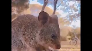 Cute funny Quokka -162