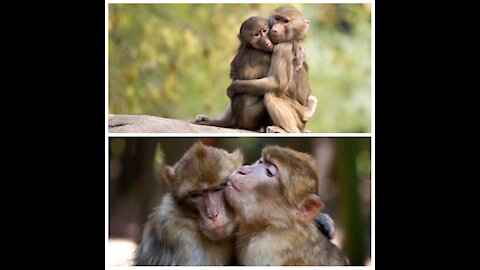 Friendship Between Monkeys