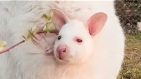 Adorável familia de wallabies albinos