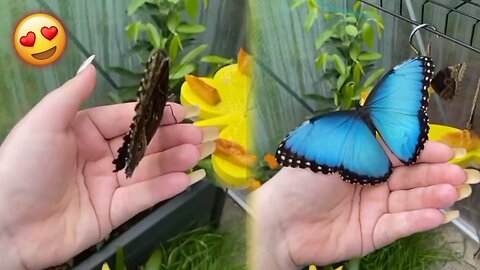 Beautiful Butterfly. Cute Butterfly