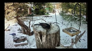 A New Visitor at the Winter Feeder