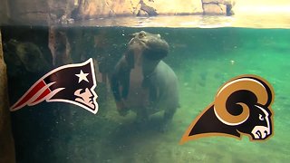 Fiona the hippo picks Rams to win Super Bowl