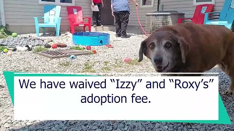 Izzy and Roxy found themselves at the shelter after their owner passed away | NSPCA Adoption Focus