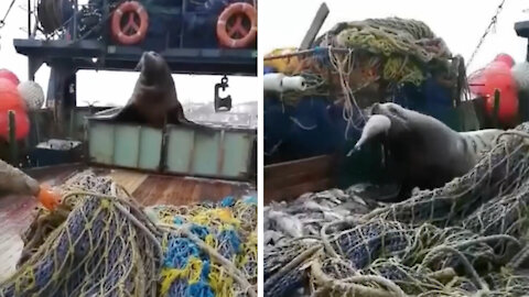 Seal borrows fish from fishermen