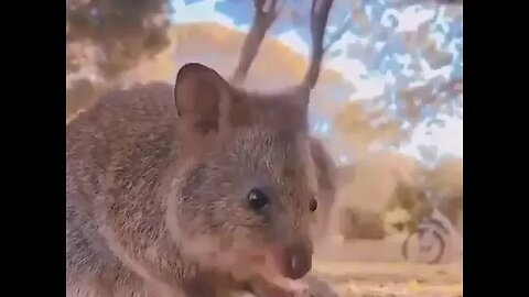 Cute funny Quokka -141