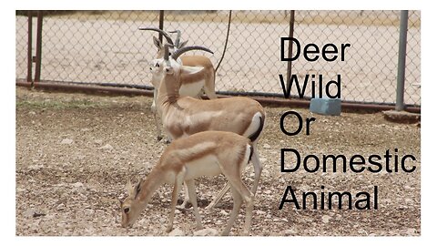 Deer Wild or Domestic Animal