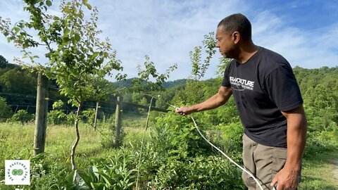 New Twist on Old Methods // Orchard and Food Forest Maintenance