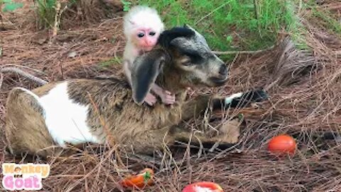 Baby monkey angry when the goat eats its food