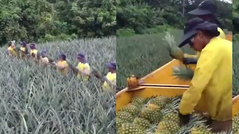 Amazing teamwork to collect pineapples