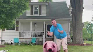 The pig has been found!