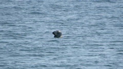 Grey Seal Gets Photobombed By Harbor Porpoise