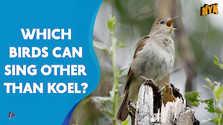 What Are Songbirds? *