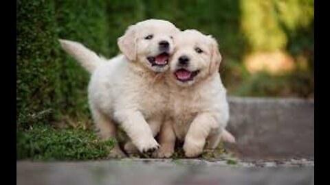 Cutest alaskan puppies really funny