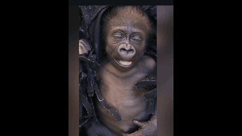 "Baby Gorilla 🦍"Jameela "On A Journey To Meet Her Surrogate Mommy 🐾♥️🦍💫🎼🎶