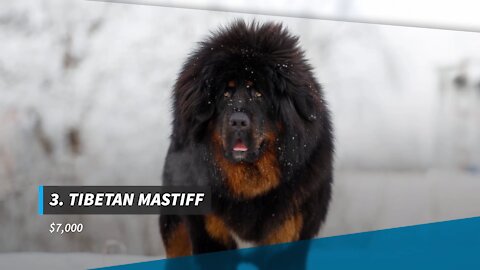 10 breeds of dogs the most expensive in the world