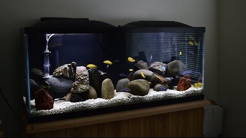 African Cichlids | Mbuna Stripping | Demasoni & Yellow Labs | Water Change | Breeding Colony