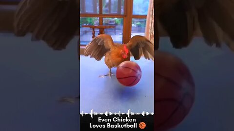 Even Chicken Loves Basketball 🏀 #shorts #today trending