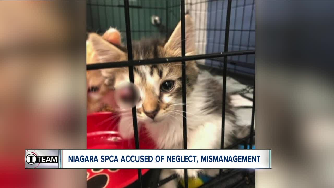 Niagara SPCA accused of neglect, mismanagement