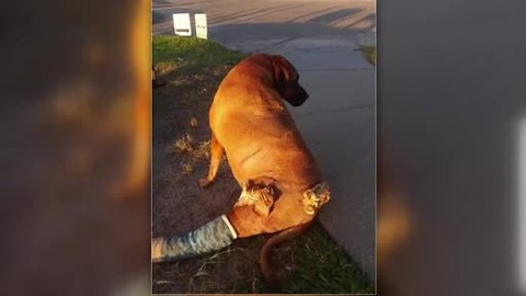 Dog goes home after alligator attack