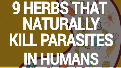 9 herbs that kill parasites in humans