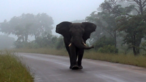 A Close Encounter With an Elephant