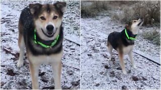 Hund har det gøy med å fange snøfnugg