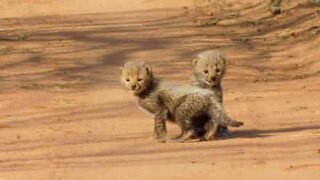 Ces bébés guépards vont vous faire fondre!