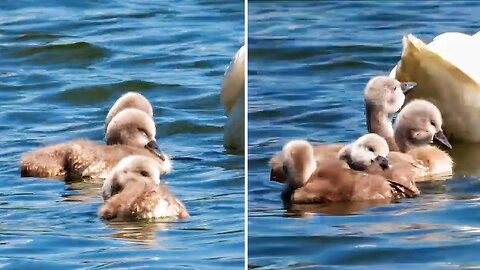 Swan Mom Carries ALL Her Babies Under Her Wing | Little sick baby swan was abandoned by his family.