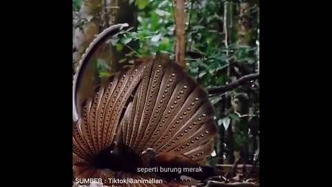 burung ruai asli Kalimantan