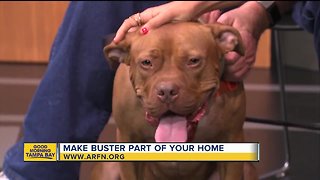 Rescues in Action: Buster