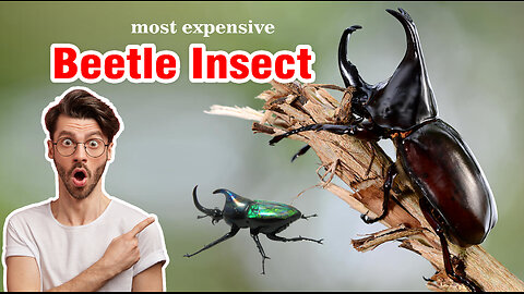 MOST EXPENSIVE INSECT ON EARTH