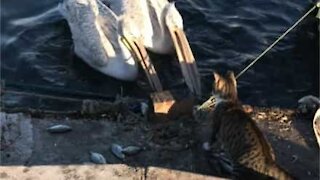Gato ataca pelicanos para proteger seus peixes