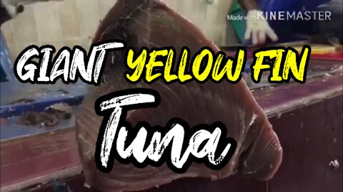 How to butcher a 50kg yellow fin tuna like a pro.. maldivian style 🏝