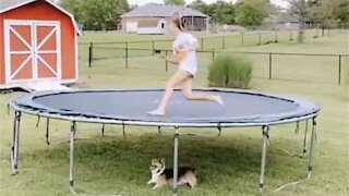 Cão diverte-se em trampolin de forma diferente