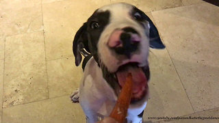 Curious puppy chows down on his very first carrot