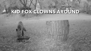 Kid Fox Clowns Around
