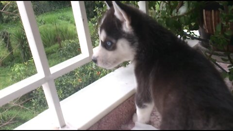 Puppy Husky eats my Plants!