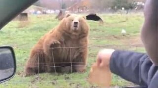 Cet ours rattrape un morceau de pain avec style