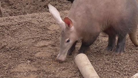 The Adorable Strange Aardvark