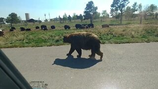 Bears walking around vehicles