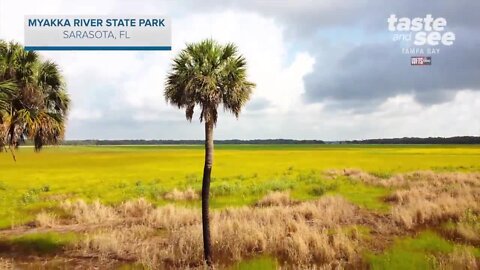 Myakka River State Park in Sarasota | Taste and See Tampa Bay