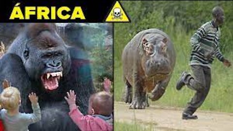 the 10 most dangerous animals in Africa | save if anyone can