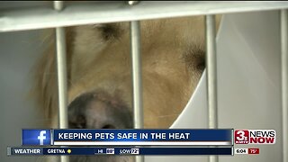 Keeping pets cool in the summer