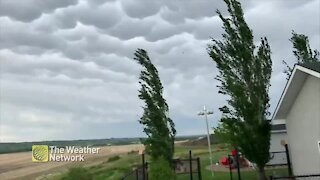 Mammatus clouds float over field in gust conditions