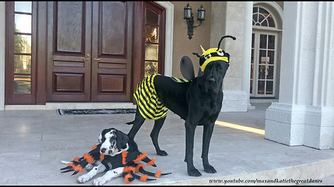 Great Danes try out their very first Halloween costumes