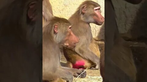 #monkeys , #alltimebest ,Monkey Business #youtubeshorts