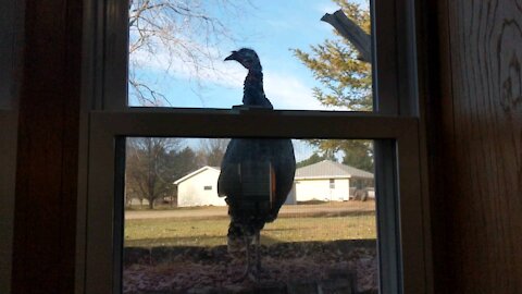 Turk Spying on Schooltime