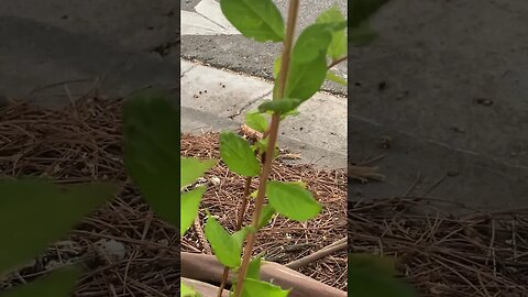 Beetle Crawling Up Plant